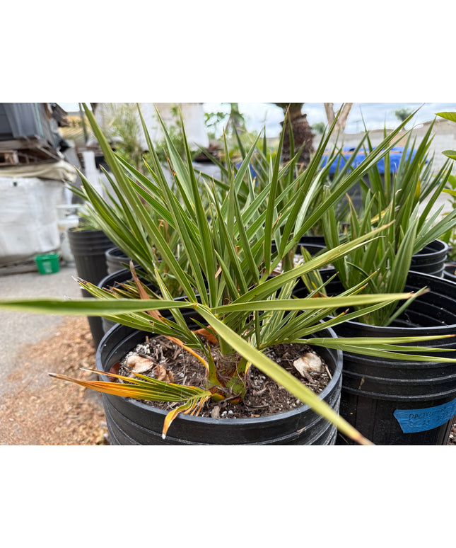 Phoenix Dactylifera Date Palm / Date Palm / True Date Palm Tree - 5 Gallon