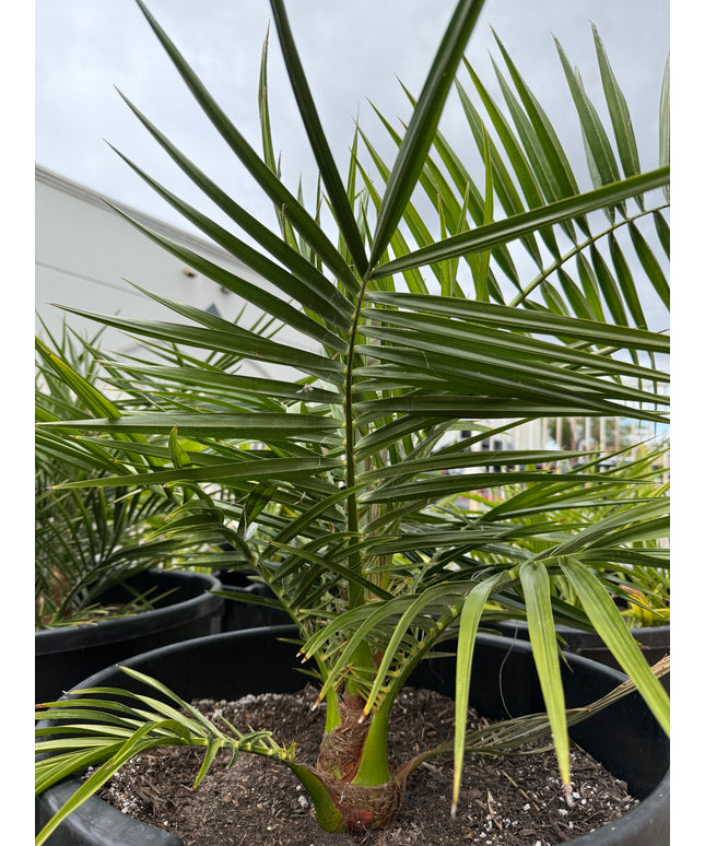 Phoenix Reclinata Date Palm / Senegal Date Palm / Wild Date Palm Tree - 15 Gallon