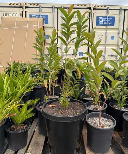 Guava Fruit Tree - 15 Gallon