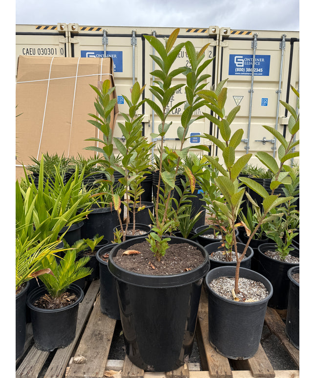 Guava Fruit Tree - 15 Gallon