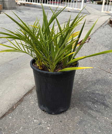 Phoenix Reclinata Date Palm / Senegal Date Palm / Wild Date Palm Tree Cluster - 5 Gallon