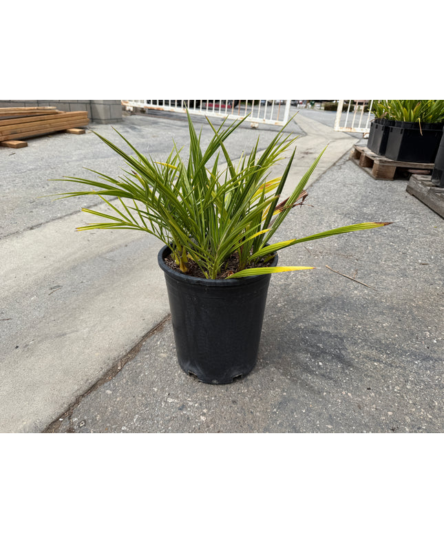Phoenix Reclinata Date Palm / Senegal Date Palm / Wild Date Palm Tree Cluster - 5 Gallon