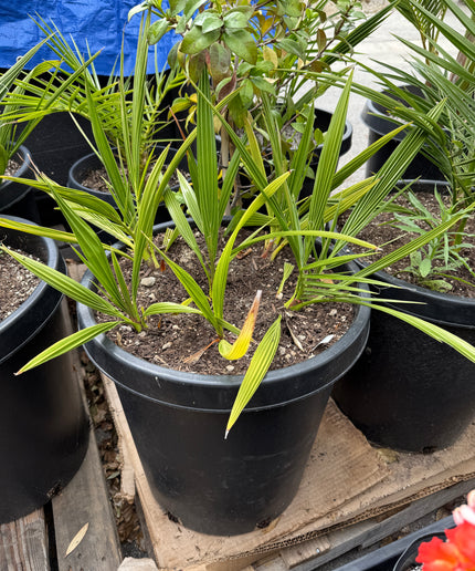 Phoenix Reclinata Date Palm / Senegal Date Palm / Wild Date Palm Tree Cluster - 15 Gallon