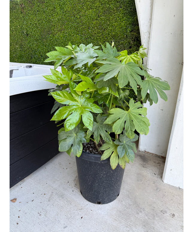 Japanese Aralia / Fatsia Japonica Shrub - 15 Gallon
