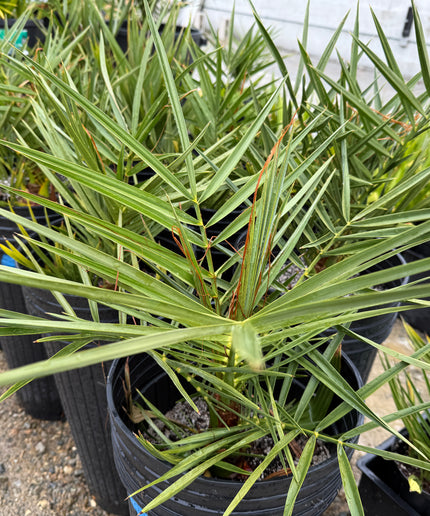 Phoenix Dactylifera / Date Palm / True Date Palm Tree - 10 Gallon