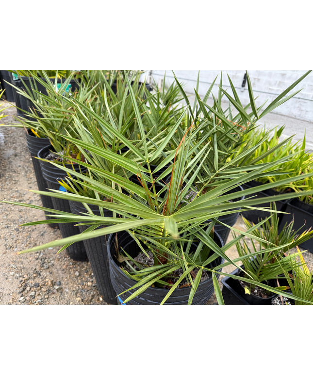 Phoenix Dactylifera / Date Palm / True Date Palm Tree - 10 Gallon
