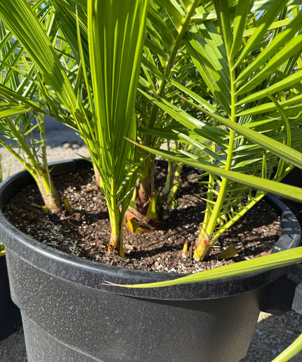 Phoenix Reclinata Date Palm / Senegal Date Palm / Wild Date Palm Tree 7 Cluster - 32 Gallon