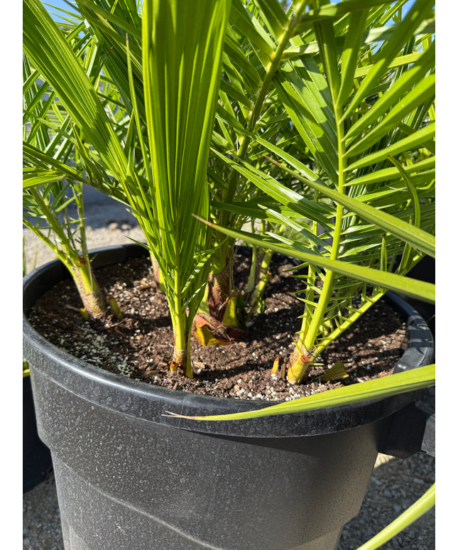 Phoenix Reclinata Date Palm / Senegal Date Palm / Wild Date Palm Tree 7 Cluster - 32 Gallon