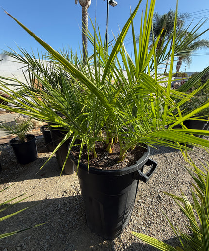 Phoenix Reclinata Date Palm / Senegal Date Palm / Wild Date Palm Tree 7 Cluster - 32 Gallon