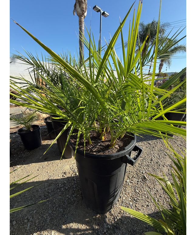 Phoenix Reclinata Date Palm / Senegal Date Palm / Wild Date Palm Tree 7 Cluster - 32 Gallon