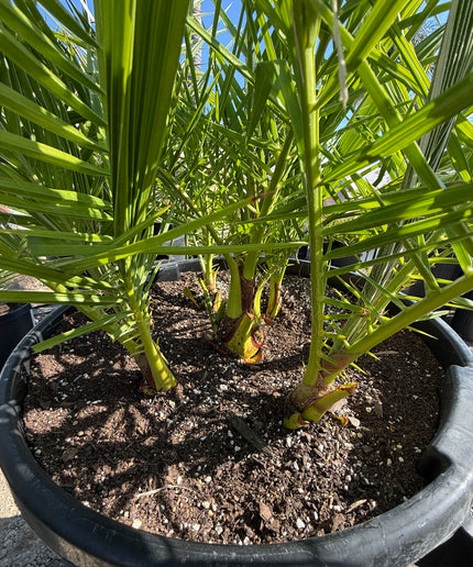 Phoenix Reclinata Date Palm / Senegal Date Palm / Wild Date Palm Tree 7 Cluster - 32 Gallon