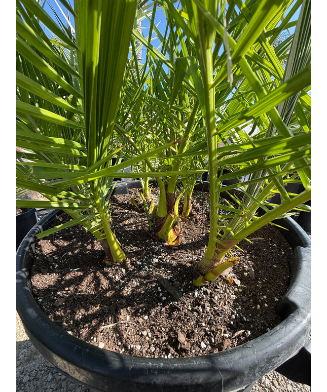 Phoenix Reclinata Date Palm / Senegal Date Palm / Wild Date Palm Tree 7 Cluster - 32 Gallon