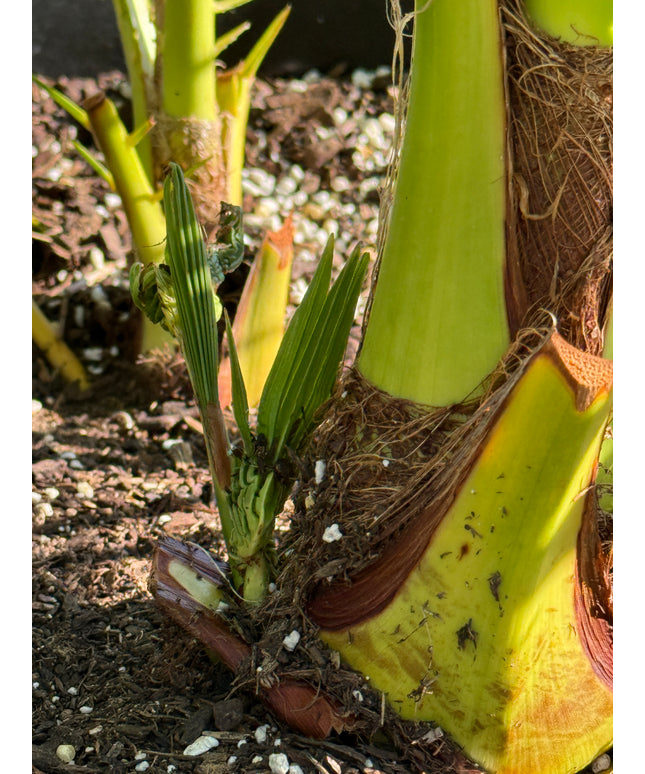 Phoenix Reclinata Date Palm / Senegal Date Palm / Wild Date Palm Tree 7 Cluster - 32 Gallon