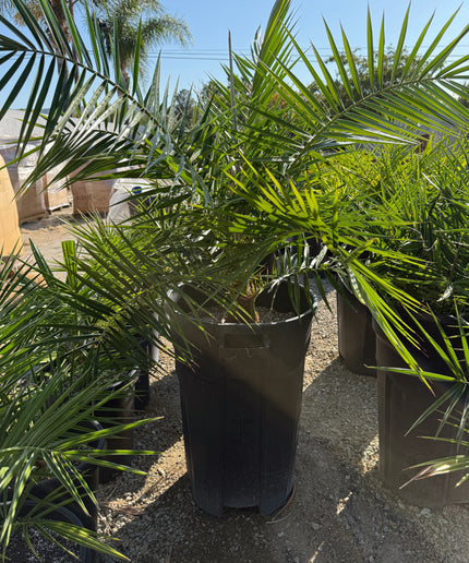 Phoenix Reclinata Date Palm / Senegal Date Palm / Wild Date Palm Tree - 32 Gallon