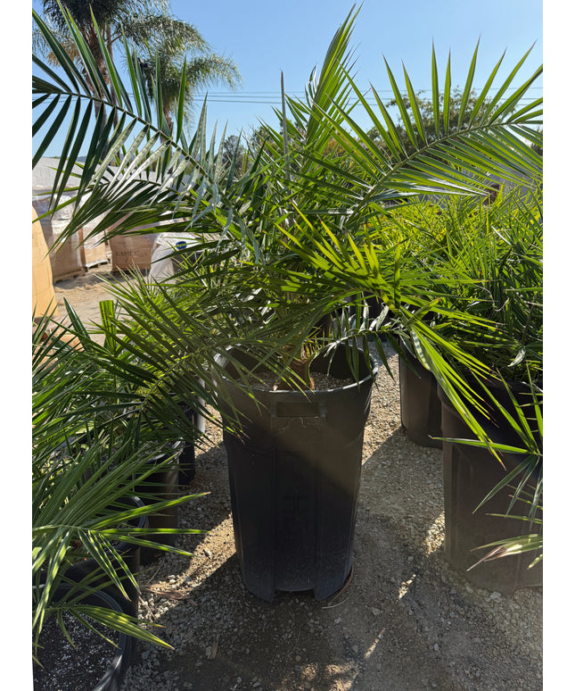 Phoenix Reclinata Date Palm / Senegal Date Palm / Wild Date Palm Tree - 32 Gallon
