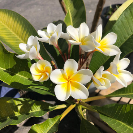 Collection image for: Plumeria