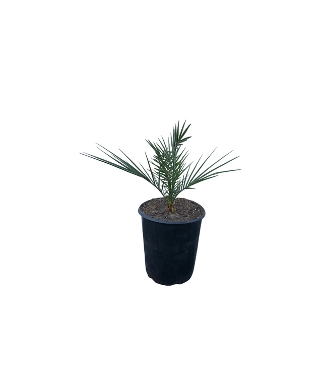 Canary Island Date Palm / Phoenix Canariensis / Pineapple Palm - 5 Gallon