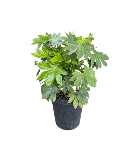 Japanese Aralia / Fatsia Japonica Shrub - 15 Gallon