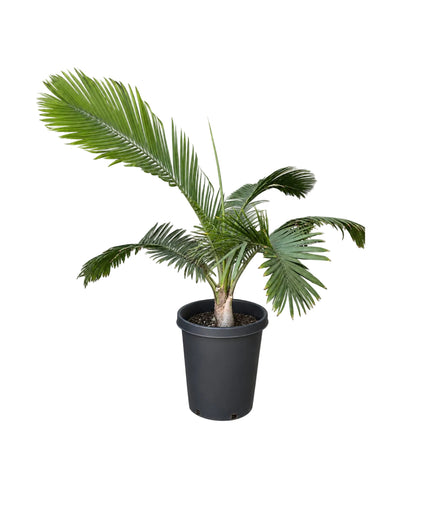 Majesty Palm Tree / Ravenea Rivularis Palm Tree - 15 Gallon