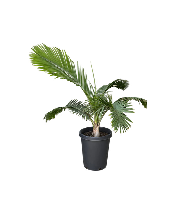 Majesty Palm Tree / Ravenea Rivularis Palm Tree - 15 Gallon