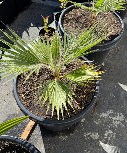 mexican fan palm plant Mexican Fan Palm Tree | Washingtonia Robusta
