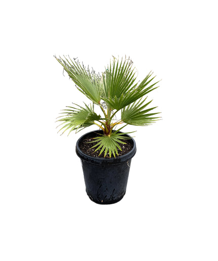 Mexican Fan Palm Tree | Washingtonia Robusta - 15 Gallon