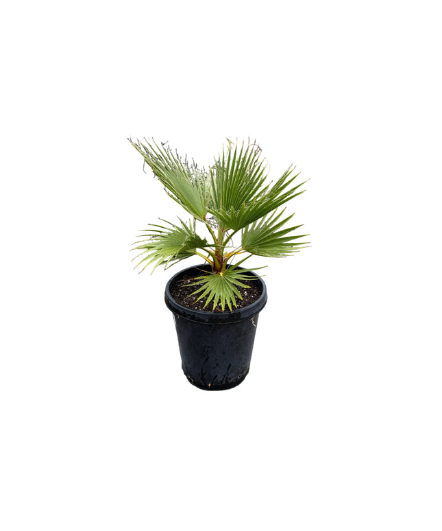Mexican Fan Palm Tree | Washingtonia Robusta - 15 Gallon