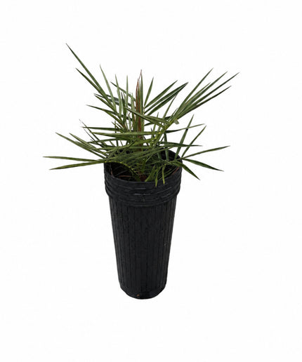 Phoenix Dactylifera / Date Palm / True Date Palm Tree - 10 Gallon