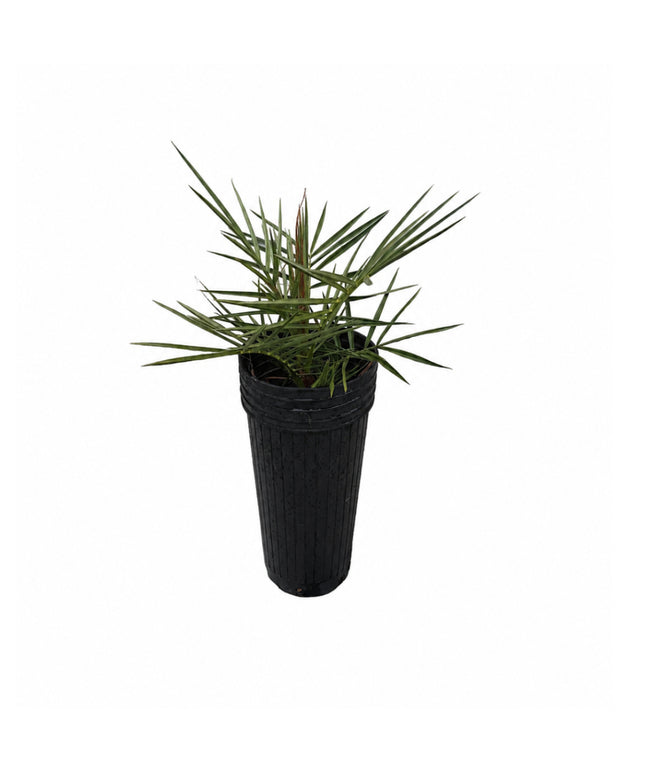 Phoenix Dactylifera / Date Palm / True Date Palm Tree - 10 Gallon