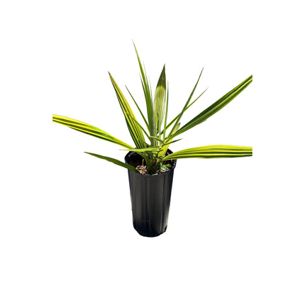 Collection image for: Phoenix Reclinatas