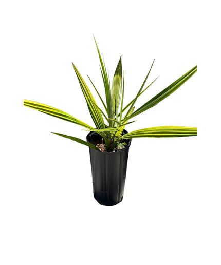 Phoenix Reclinata Date Palm / Senegal Date Palm / Wild Date Palm Tree - 1.5 Gallon