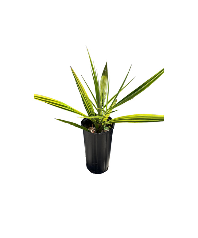 Phoenix Reclinata Date Palm / Senegal Date Palm / Wild Date Palm Tree - 1.5 Gallon