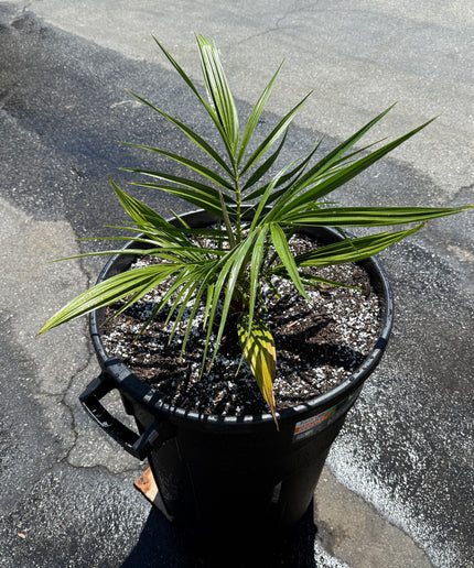 Phoenix Reclinata Date Palm / Senegal Date Palm / Wild Date Palm Tree - 32 Gallon