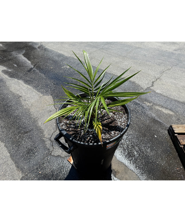 Phoenix Reclinata Date Palm / Senegal Date Palm / Wild Date Palm Tree - 32 Gallon