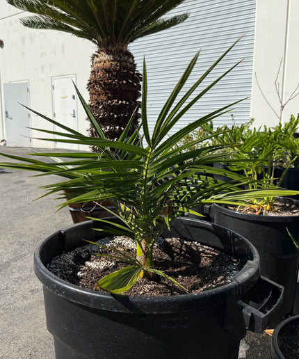 Phoenix Reclinata Date Palm / Senegal Date Palm / Wild Date Palm Tree - 32 Gallon