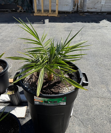 Phoenix Reclinata Date Palm / Senegal Date Palm / Wild Date Palm Tree - 32 Gallon