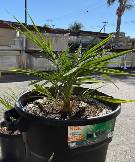 Phoenix Reclinata Date Palm / Senegal Date Palm / Wild Date Palm Tree - 32 Gallon