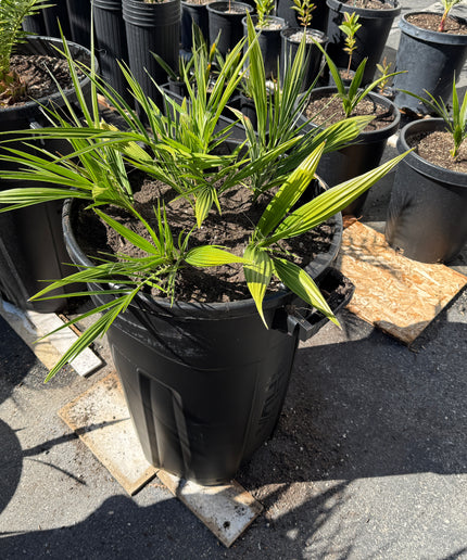 Phoenix Reclinata Date Palm / Senegal Date Palm / Wild Date Palm Tree 6 Cluster - 32 Gallon