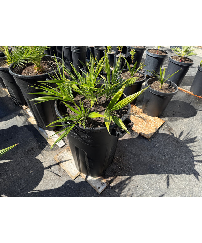 Phoenix Reclinata Date Palm / Senegal Date Palm / Wild Date Palm Tree 6 Cluster - 32 Gallon