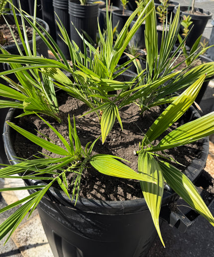 Phoenix Reclinata Date Palm / Senegal Date Palm / Wild Date Palm Tree 6 Cluster - 32 Gallon