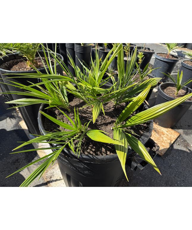 Phoenix Reclinata Date Palm / Senegal Date Palm / Wild Date Palm Tree 6 Cluster - 32 Gallon