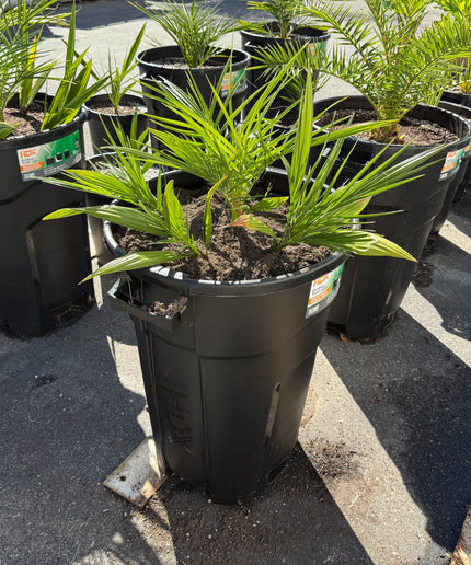 Phoenix Reclinata Date Palm / Senegal Date Palm / Wild Date Palm Tree 6 Cluster - 32 Gallon