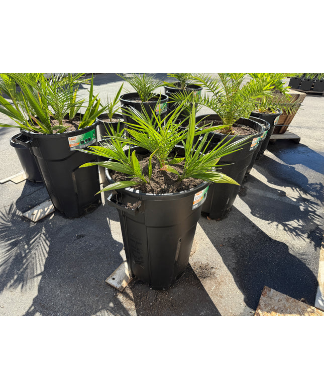 Phoenix Reclinata Date Palm / Senegal Date Palm / Wild Date Palm Tree 6 Cluster - 32 Gallon