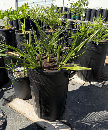 Phoenix Reclinata Date Palm / Senegal Date Palm / Wild Date Palm Tree 7 Cluster - 32 Gallon
