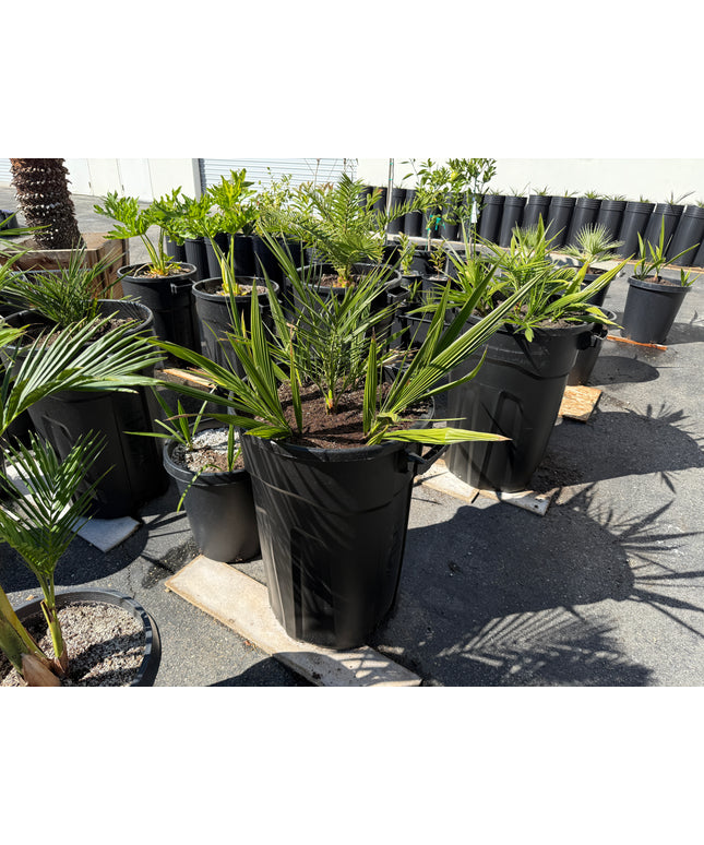 Phoenix Reclinata Date Palm / Senegal Date Palm / Wild Date Palm Tree 7 Cluster - 32 Gallon
