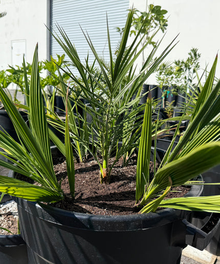 Phoenix Reclinata Date Palm / Senegal Date Palm / Wild Date Palm Tree 7 Cluster - 32 Gallon