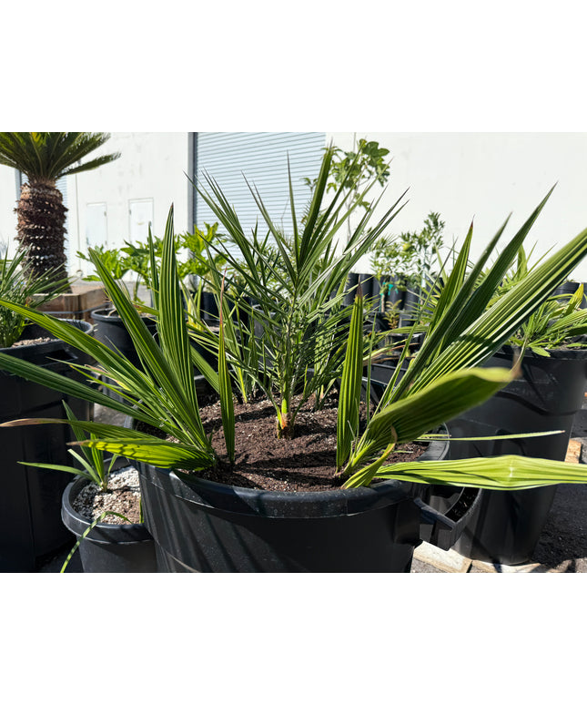 Phoenix Reclinata Date Palm / Senegal Date Palm / Wild Date Palm Tree 7 Cluster - 32 Gallon