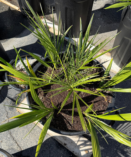 Phoenix Reclinata Date Palm / Senegal Date Palm / Wild Date Palm Tree 7 Cluster - 32 Gallon