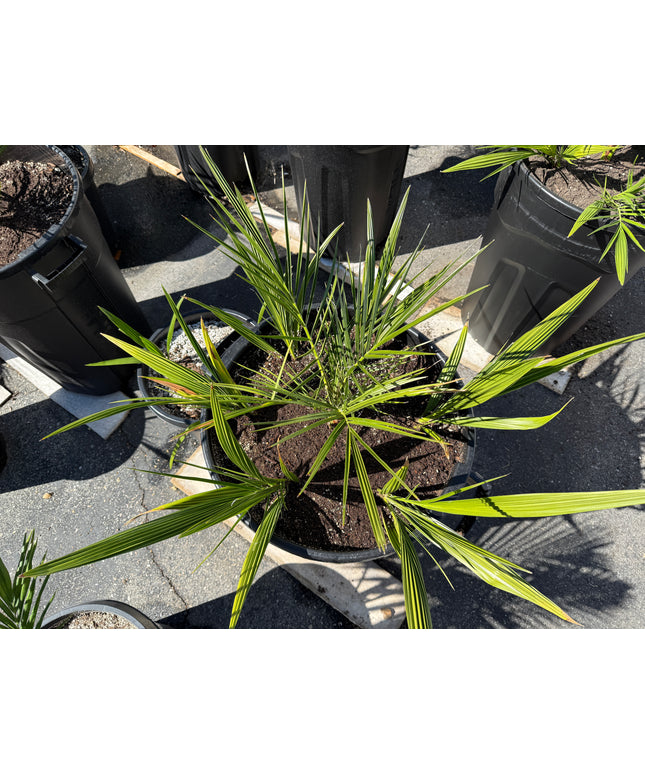 Phoenix Reclinata Date Palm / Senegal Date Palm / Wild Date Palm Tree 7 Cluster - 32 Gallon