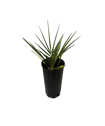 Phoenix Dactylifera / Date Palm / True Date Palm Tree - 1 Gallon